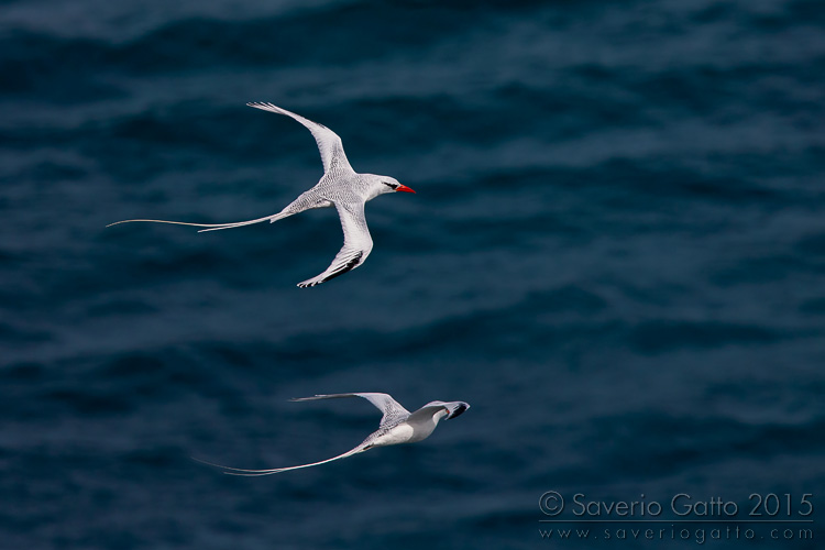 Red-billed Tropicbird