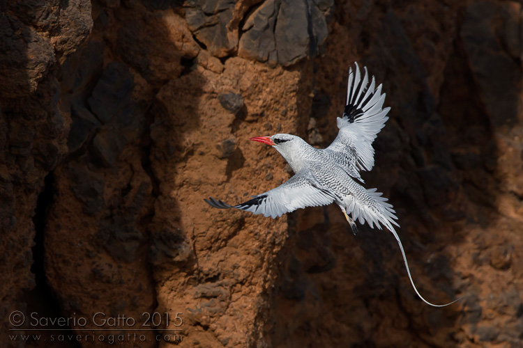 Red-billed Tropicbird