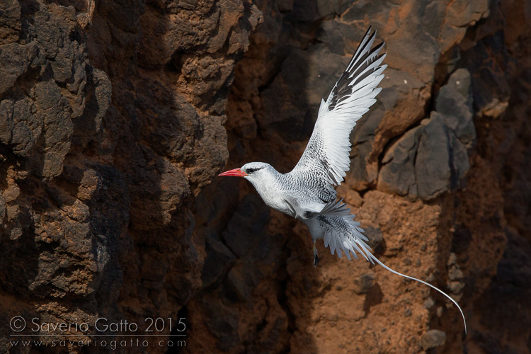 Red-billed Tropicbird