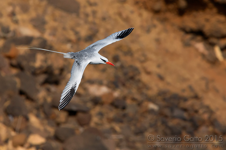 Red-billed Tropicbird