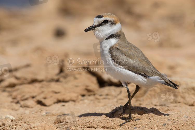 Kentish Plover