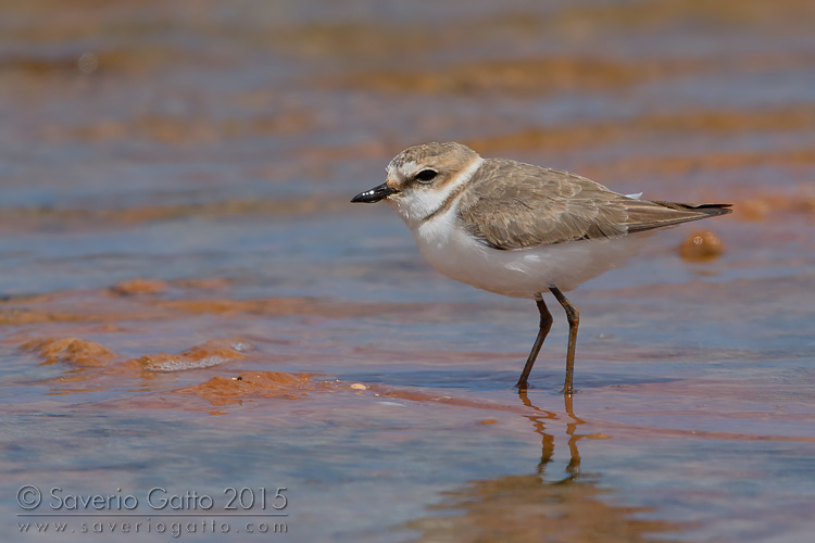 Kentish Plover