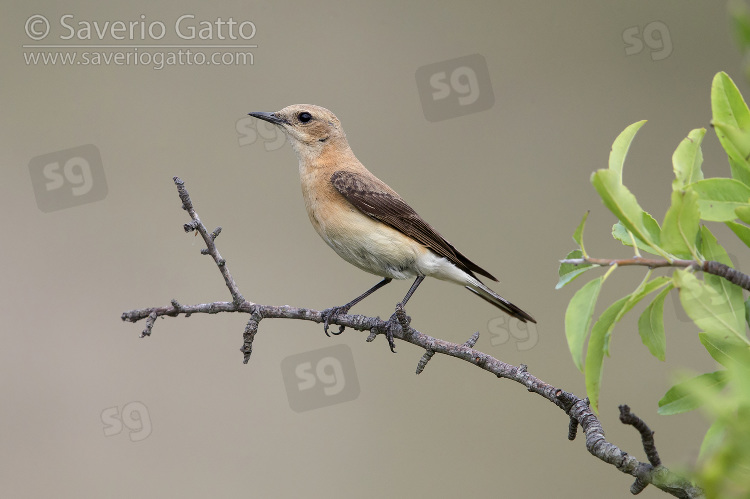 Eastern Black-eared Wheatear