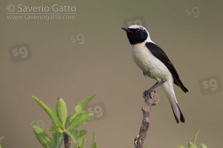 Eastern Black-eared Wheatear