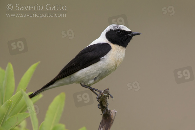 Eastern Black-eared Wheatear