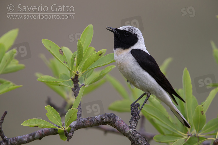 Eastern Black-eared Wheatear