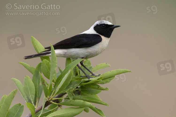 Eastern Black-eared Wheatear