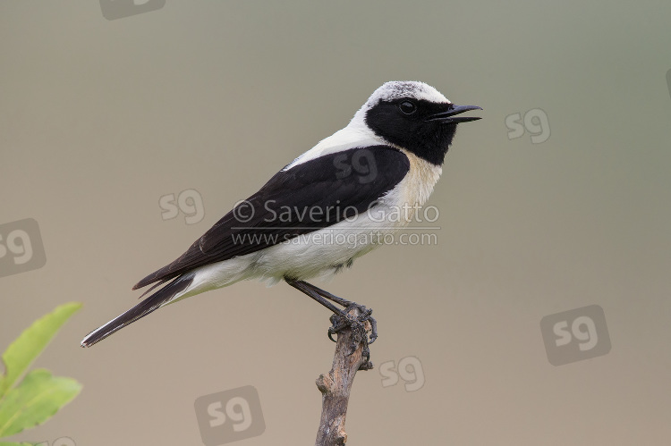 Eastern Black-eared Wheatear