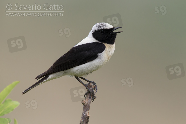 Eastern Black-eared Wheatear