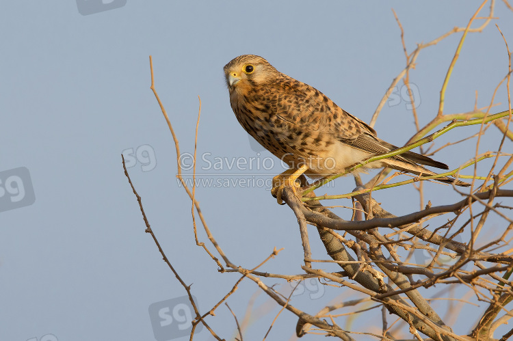 Alexander's Kestrel