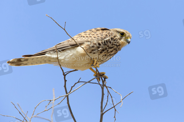 Alexander's Kestrel