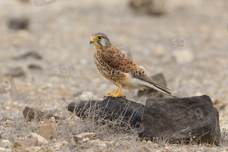 Alexander's Kestrel