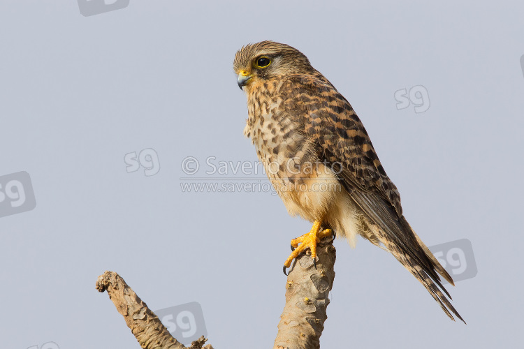 Neglected Kestrel