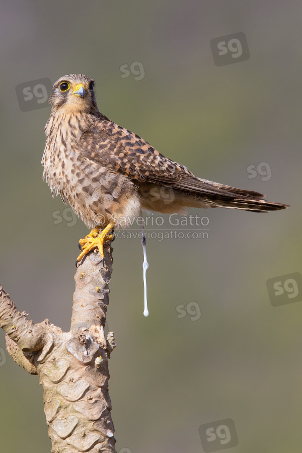 Neglected Kestrel