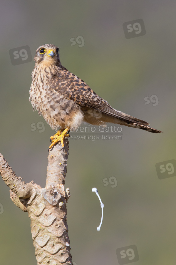 Neglected Kestrel