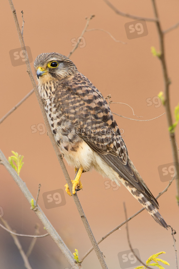 Neglected Kestrel