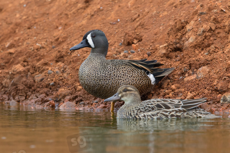 Blue-winged Teal male and female Gargane