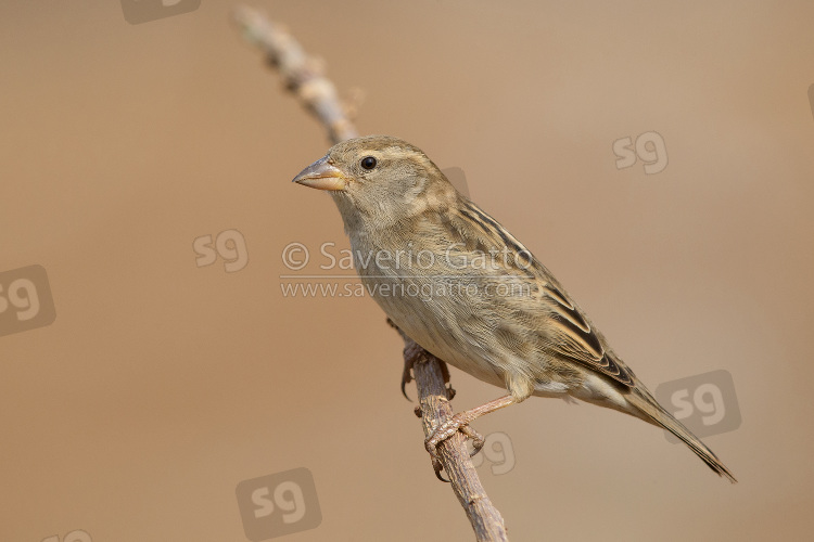 Spanish Sparrow