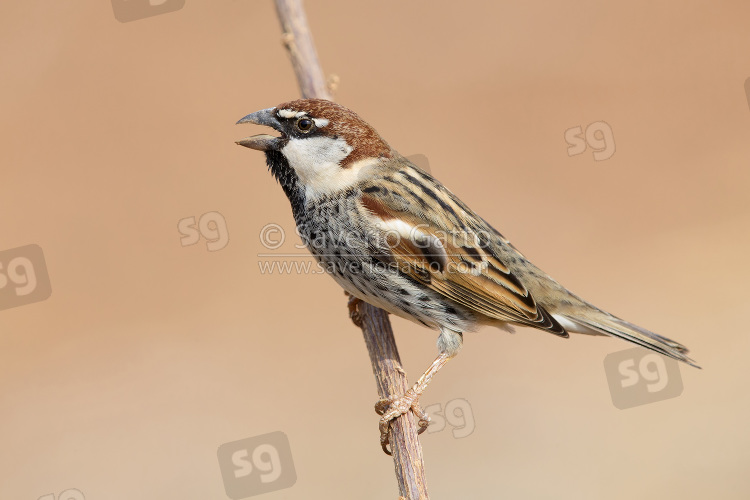 Spanish Sparrow