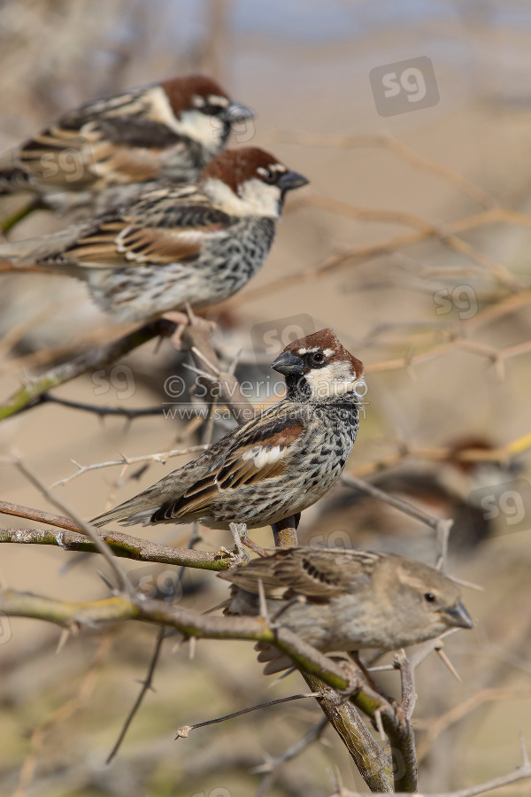 Spanish Sparrow