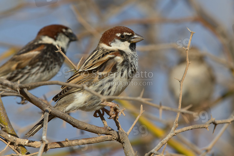 Spanish Sparrow