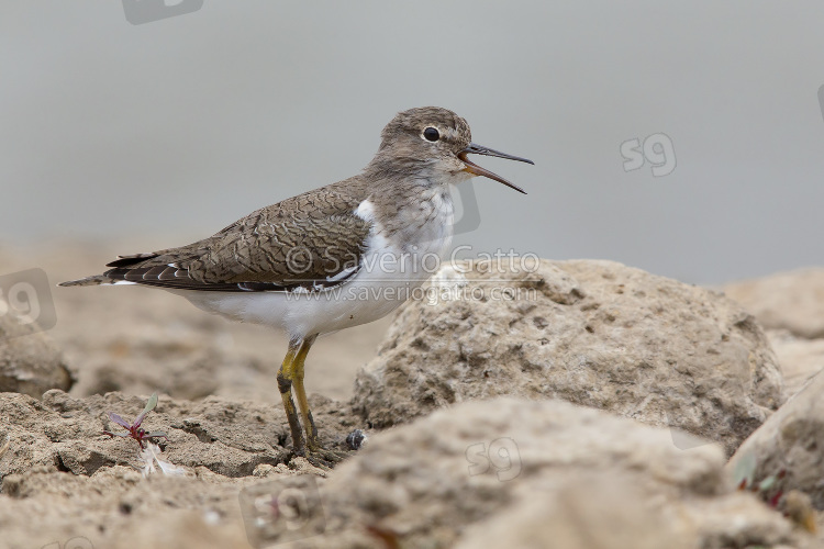 Common Sandpiper