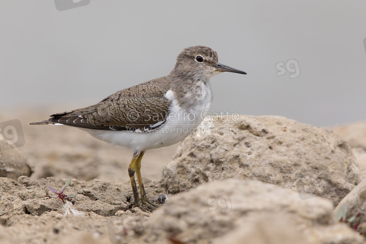 Common Sandpiper