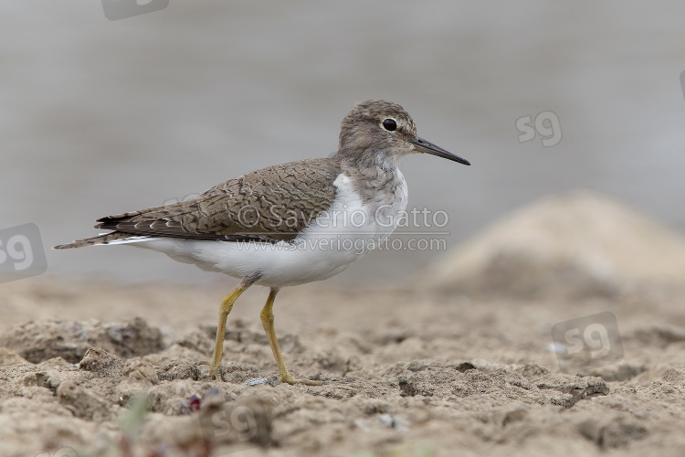 Common Sandpiper