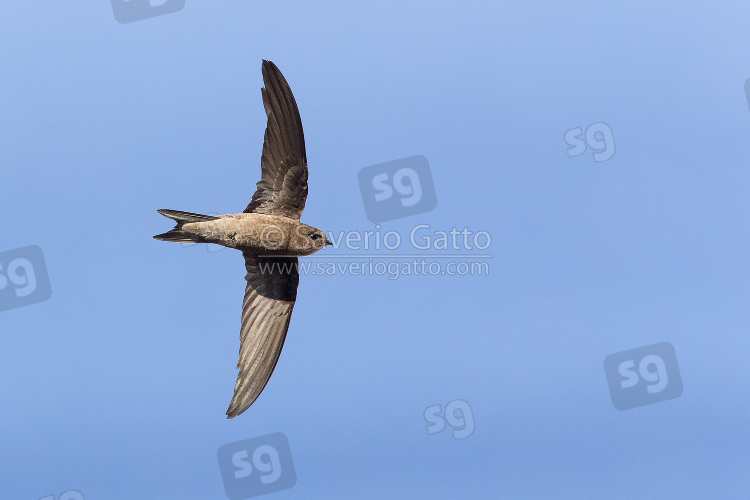 Cape Verde Swift