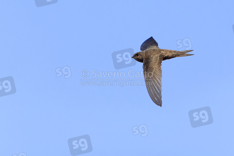 Cape Verde Swift