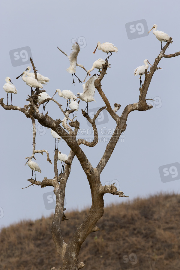 Eurasian Spoonbill