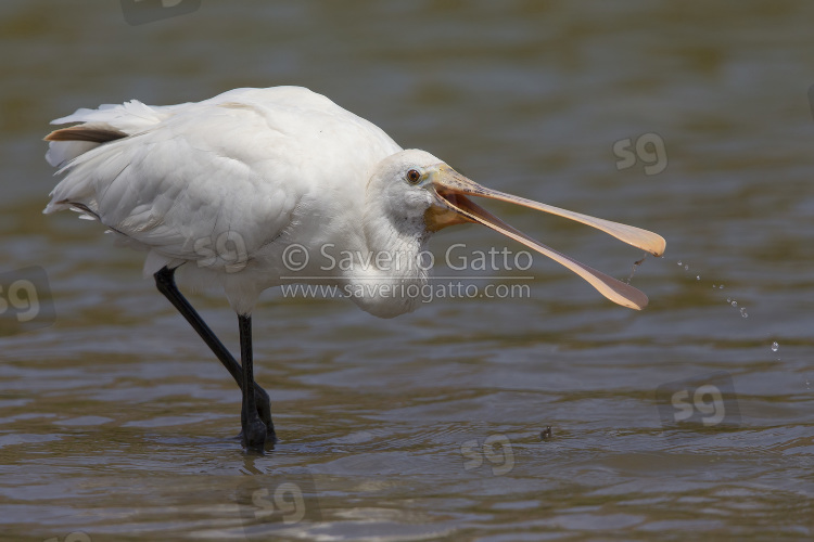 Eurasian Spoonbill