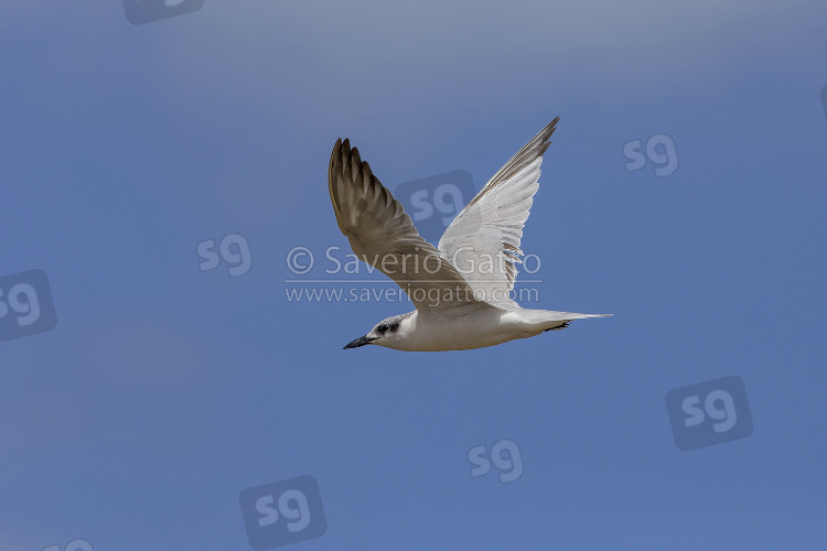 Gull-billed Tern