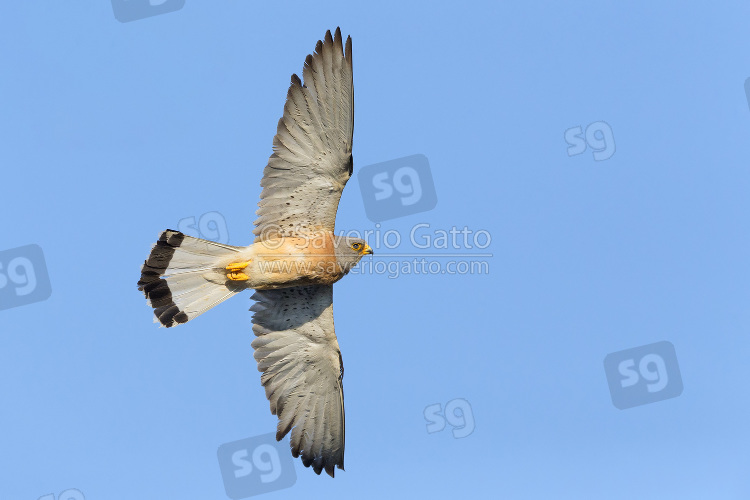 Lesser Kestrel