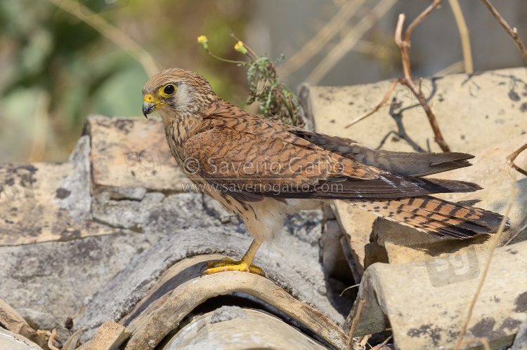 Lesser Kestrel