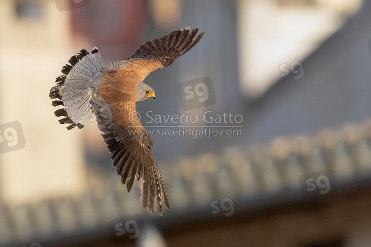 Lesser Kestrel