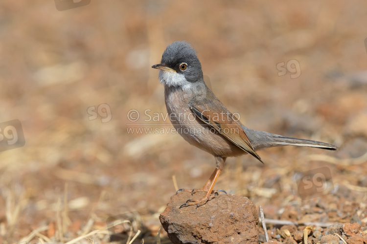 Spectacled Warbler