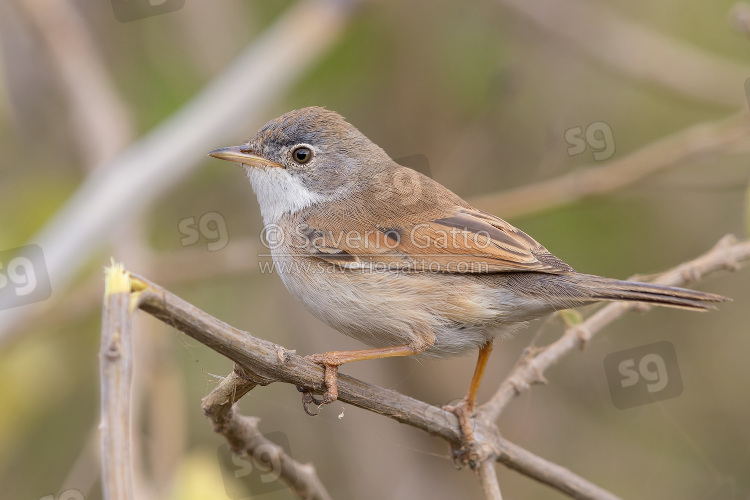 Spectacled Warbler