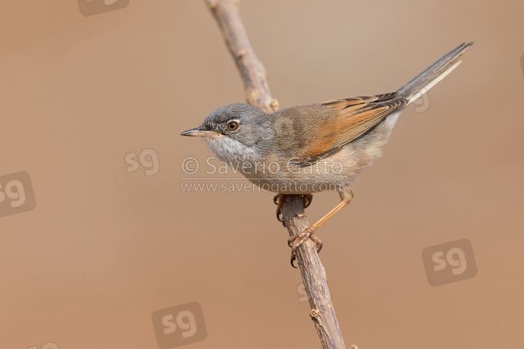 Spectacled Warbler