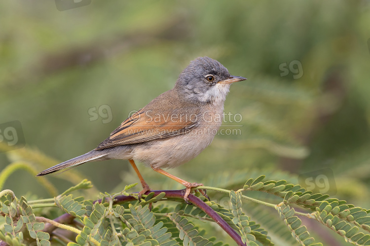 Spectacled Warbler