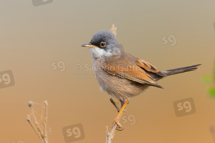 Spectacled Warbler