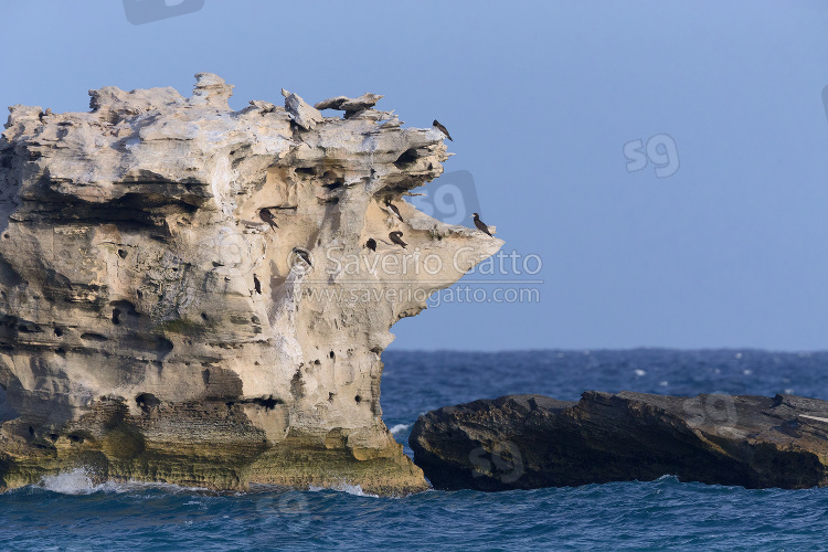 Brown Booby Colony at Curral Velho