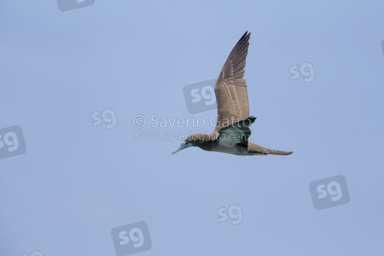 Brown Booby