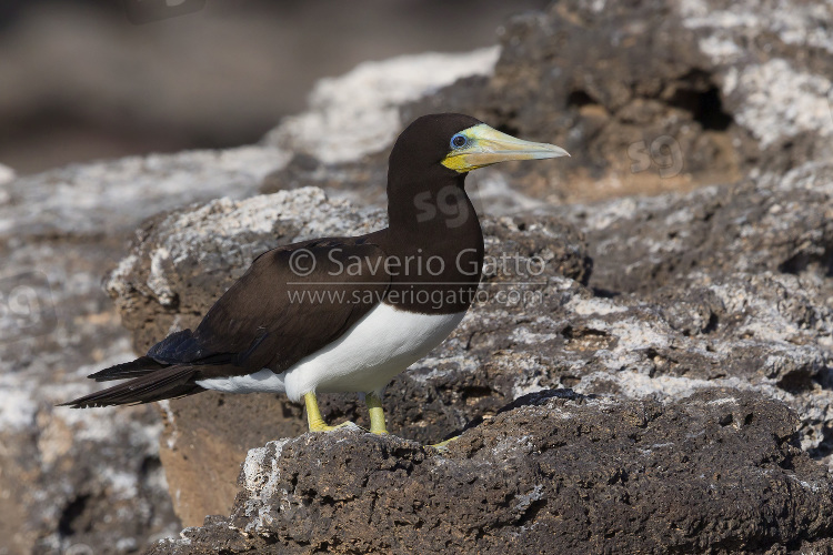 Brown Booby