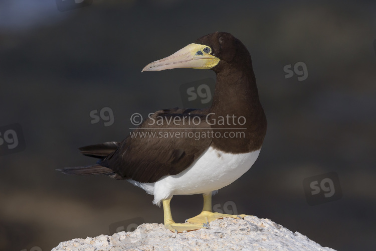 Brown Booby