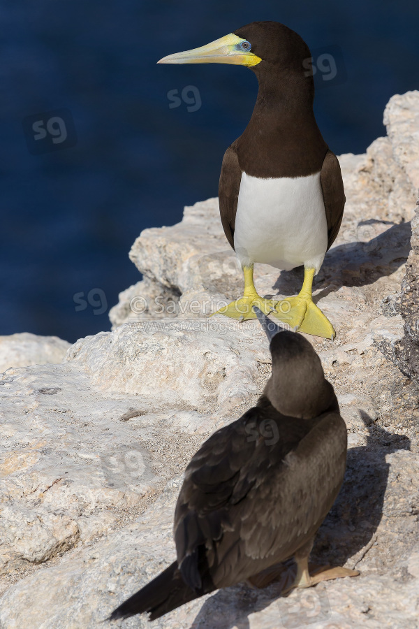 Brown Booby