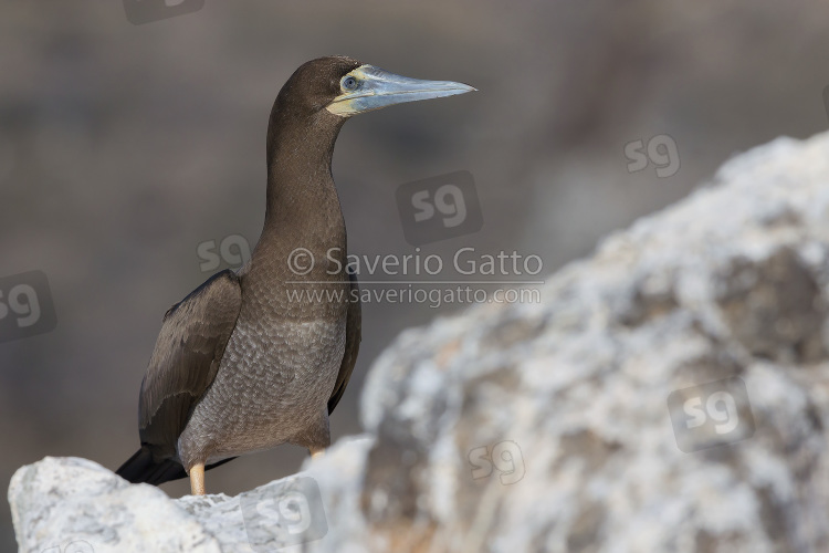 Brown Booby