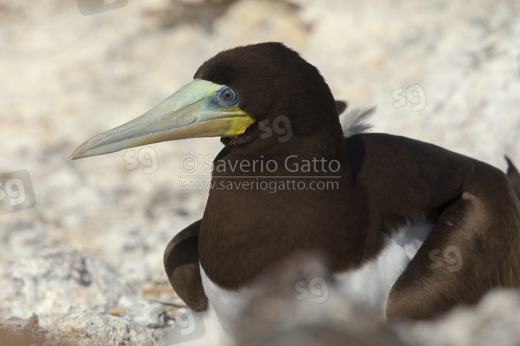 Brown Booby