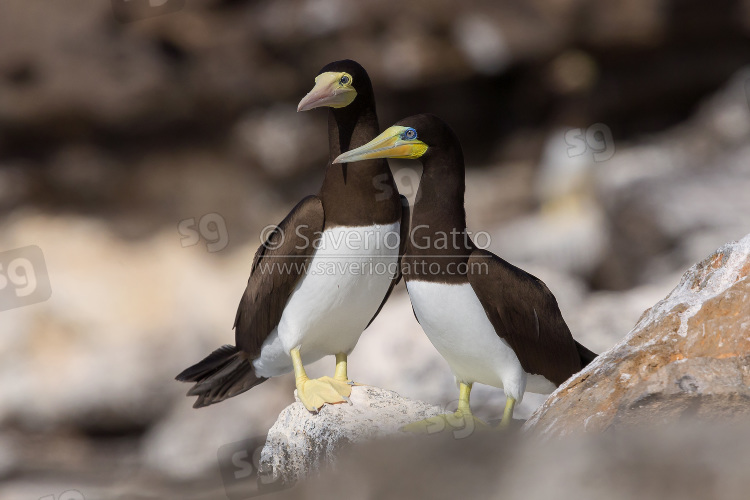 Brown Booby