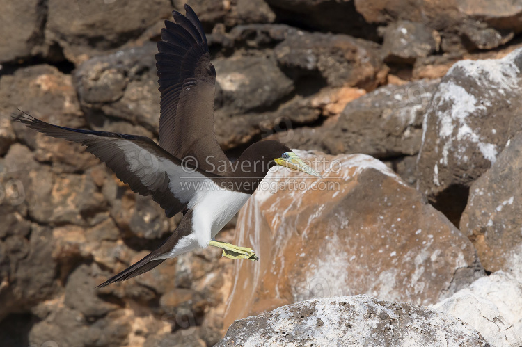 Brown Booby